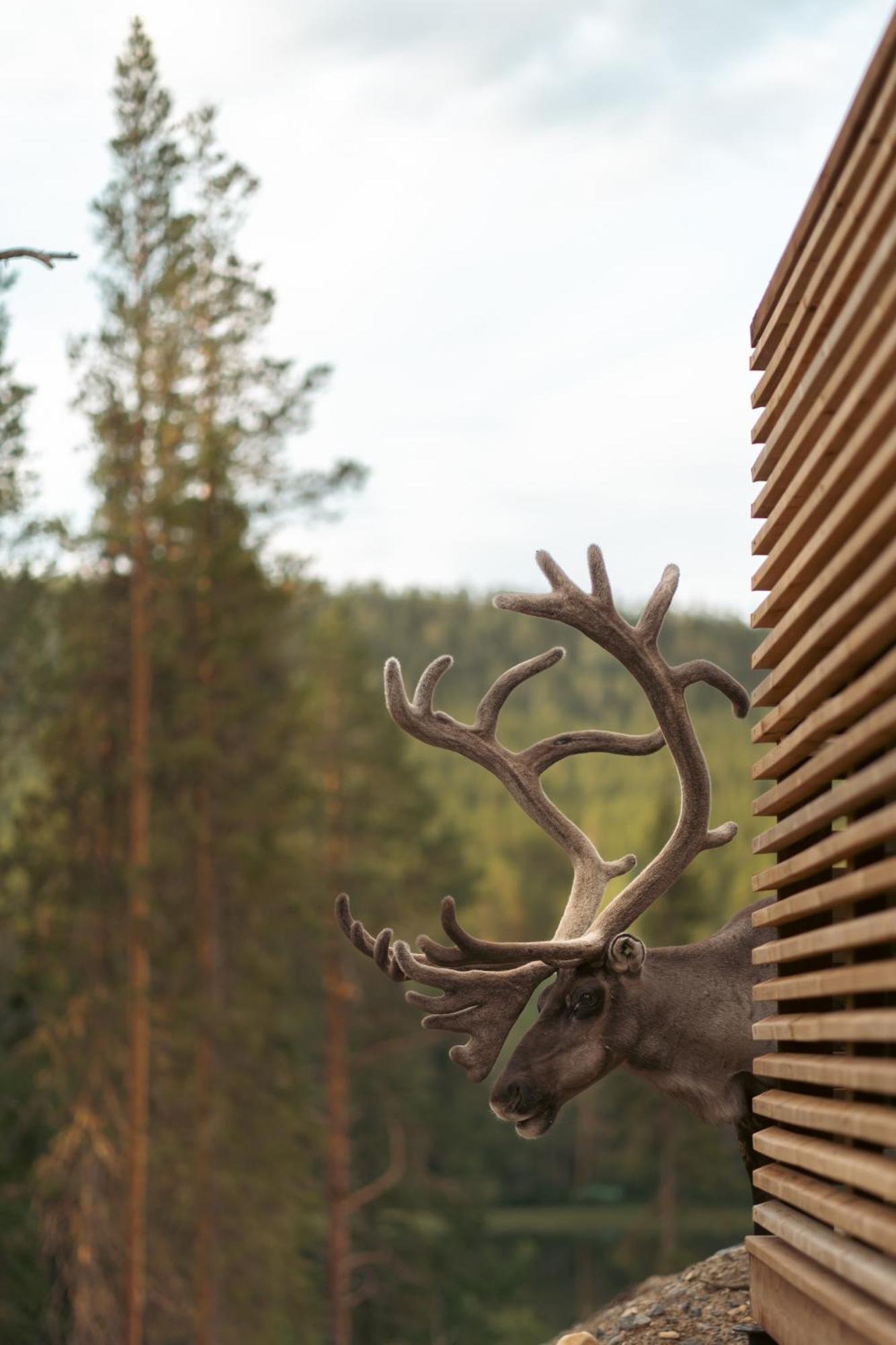 Kurula'S Resort Pyhätunturi Exteriör bild